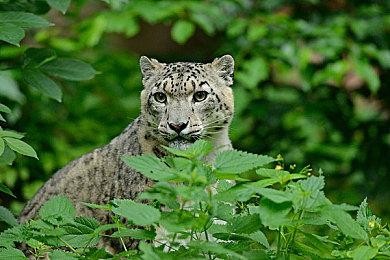  纵使手残仍大爱 《艾尔登法环》全球累计销量破两千万