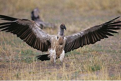 三人团队肉鸽游戏《永恒核心英雄》登录Steam平台